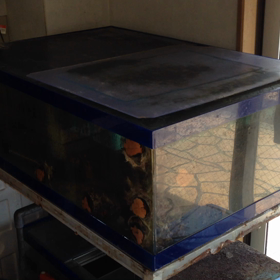 イシガキガイ！の画像