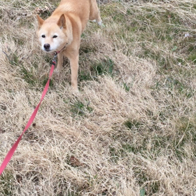 ゴロゴロの画像