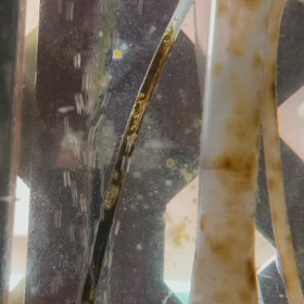 2021年のメダカの画像