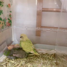 アキクサ、ジャンボ、オカメ、サザナミ入店の画像