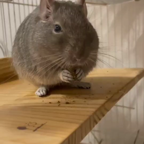 久しぶりのぽてとさん。の画像