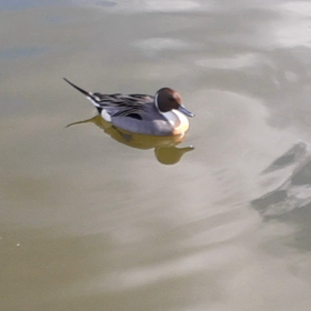 加茂の流れに(*ˊ˘ˋ*)の画像
