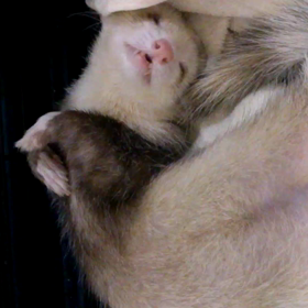 くまたろの寝言。の画像