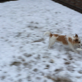 今日のココのんの画像