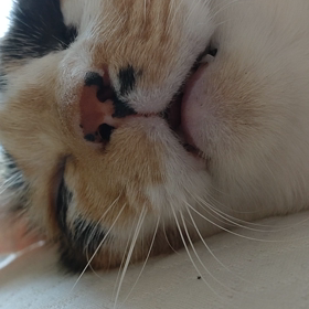 夢の中でもの画像