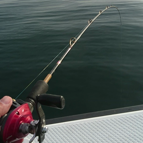 ⚪本日12/5(月)釣果情報の画像