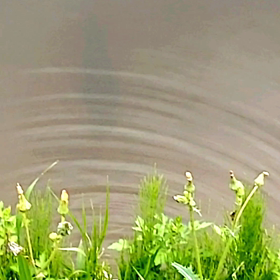 突然現れた　２匹目の画像