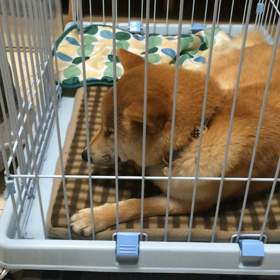 イブなのに……の画像