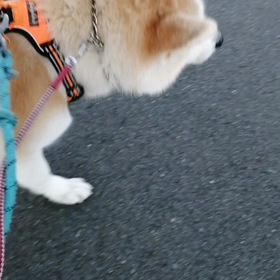 途中で計測スマホ電池切れで計測途切れ。でも4.5km歩けたよ❗未来丸昨日の朝散歩を大きく挽回‼の画像