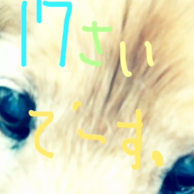 愛犬モモの画像