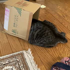 頭隠して尻隠さず動画の画像