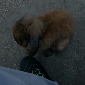 夜のうさんぽの画像