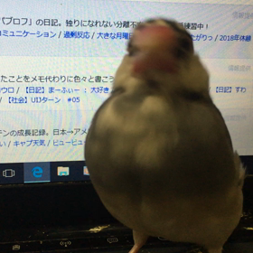 あたち、ツバキの画像