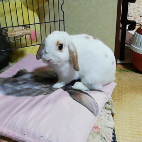 ストレスかな？の画像