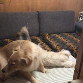 今朝の我が家の画像