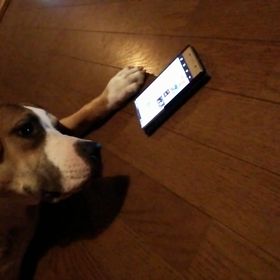 雅、流行りにのってピコ太郎の画像