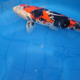 ジャラジャラの画像