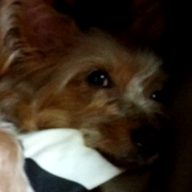 おやすみなさいの画像