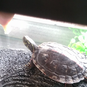 知らないのは、嫌っ！！の画像