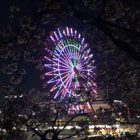 4/8 昨夜のソメイヨシノ　動画の画像