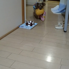 まもなく14歳☆の画像