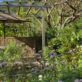 アサギマダラの画像