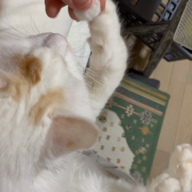 自分の毛玉で遊ぶシロちゃんの画像