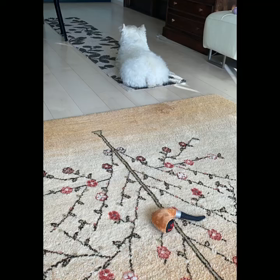 パイプをふかす白犬の画像