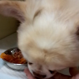 手から食べてくれましたりつくん(笑)の画像