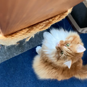 獲物を狙う翠くんの画像