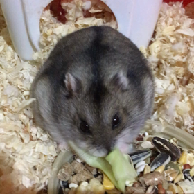 りんの食欲の画像