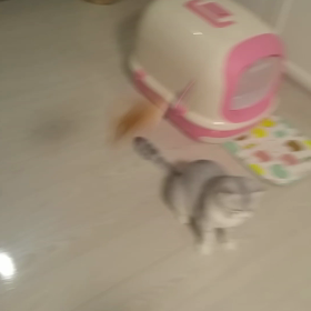 パパと遊びの画像