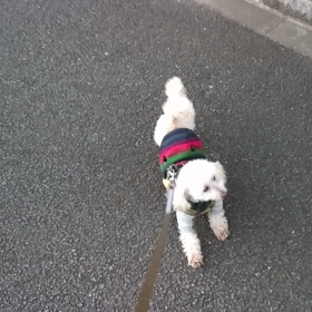 今朝のお散歩風景の画像