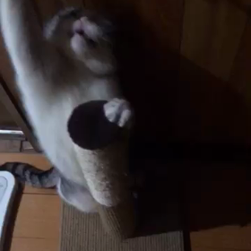 きゅんちゃん、今日も元気だなぁの画像