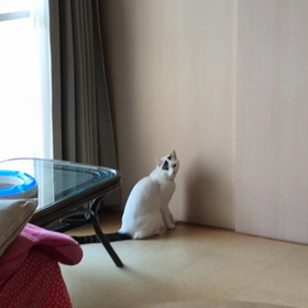 今日のテンの画像