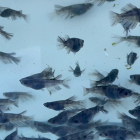 選別しますの画像