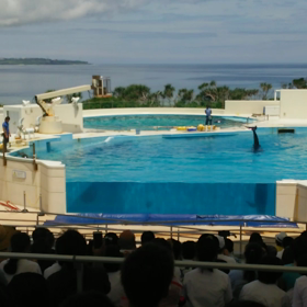 沖縄旅行２日目…美ら海水族館の巻き☆の画像