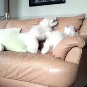 レオむ  さしに怒られるι(｀ロ´)ノの画像