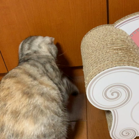 元気いっぱいで、幸せです。の画像