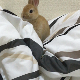 賢い動物？の画像