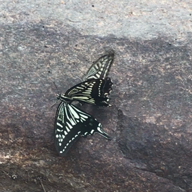 愛し合うアゲハの画像