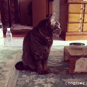 オシャレなにゃもさんでっの画像