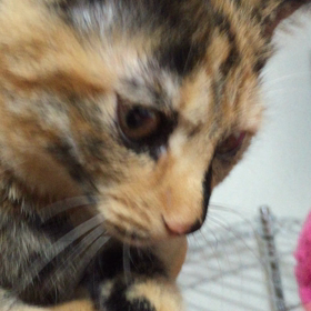 今日も大音量！ゴロゴロの画像