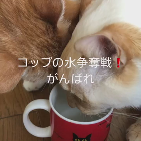 コップの水の画像