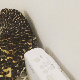 ホムホムが遊んでる❣️の画像