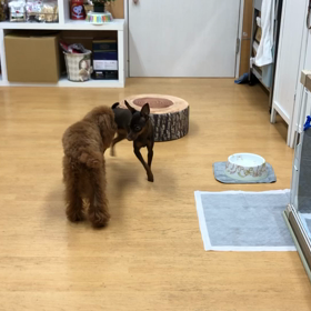 ももちゃんは全然平気にしてるじゃん。の画像