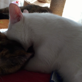 仲良しだけどの画像