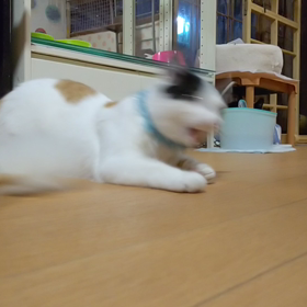 幻の猫その２の画像