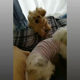 おはようのご挨拶の画像