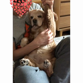 久々のワンちゃんとの生活の画像